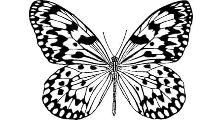 Sommerfugl - ca 7,5x5,5