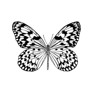 Sommerfugl - ca 7,5x5,5